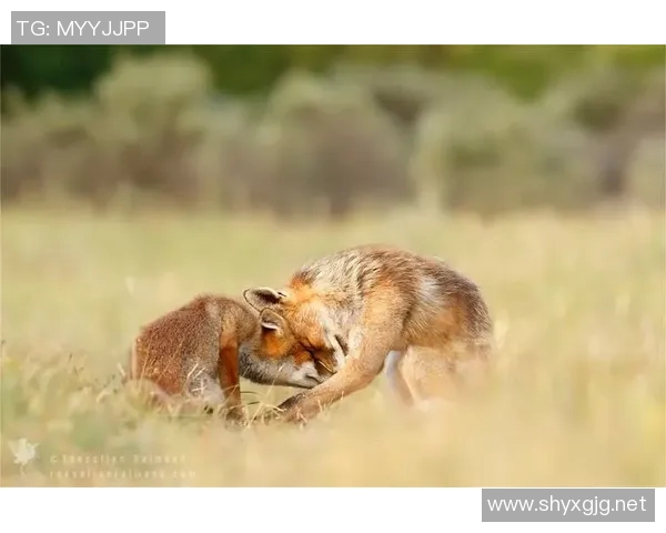 在足球场上为球星定格瞬间记录荣耀与激情的摄影师之旅